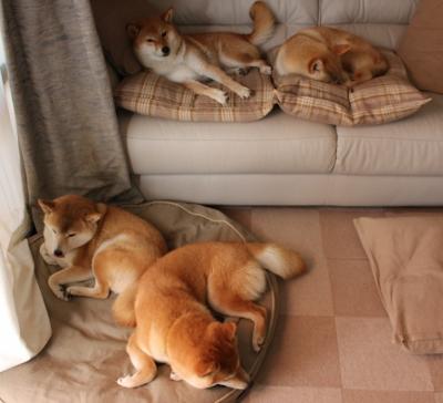 KAIYUNAPP-法国新晋天才崭露头角，球队未来潜力巨大