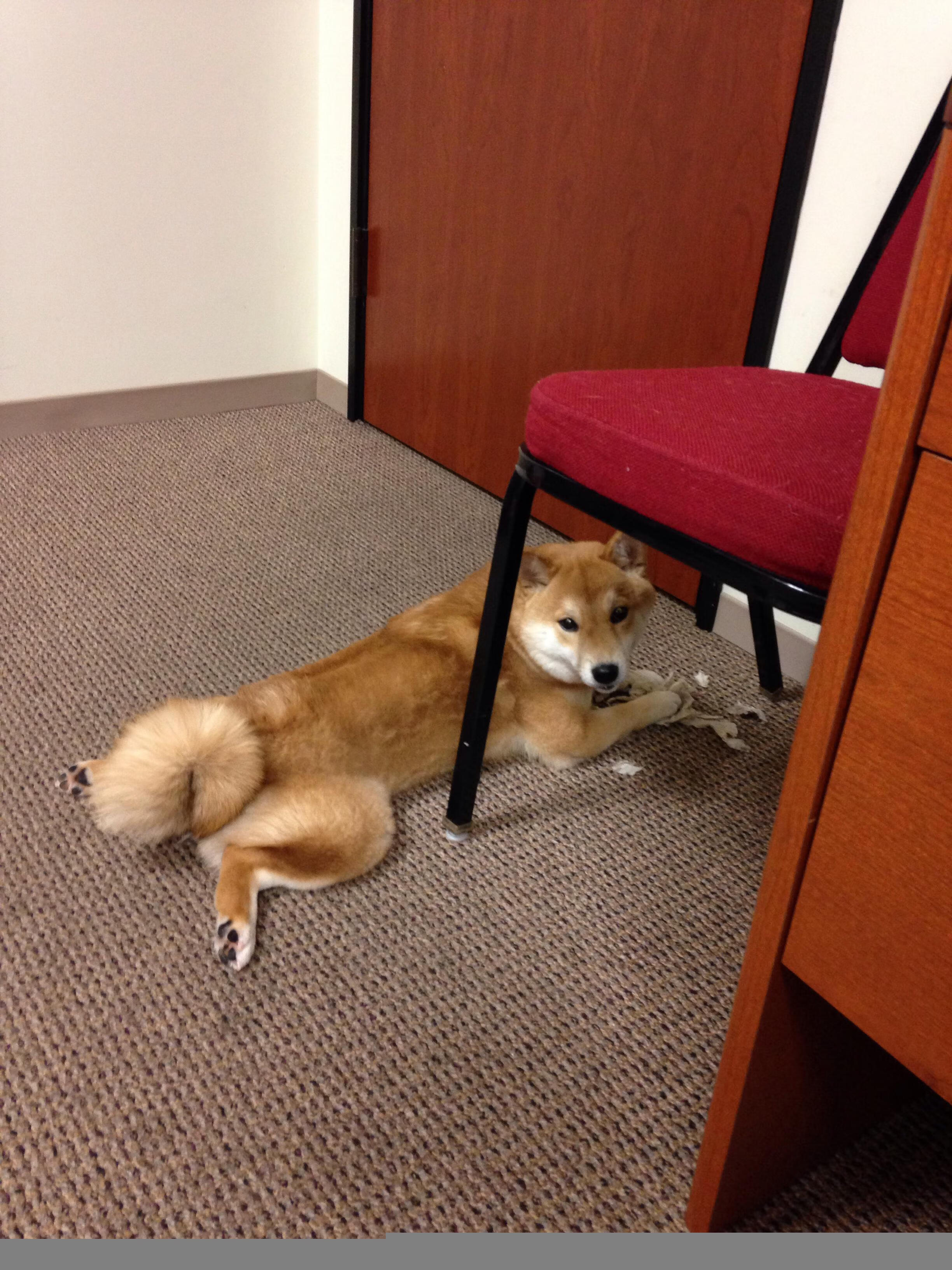 开云中国大陆-法甲新秀崛起：未来的足球领袖闪耀！，法甲新logo