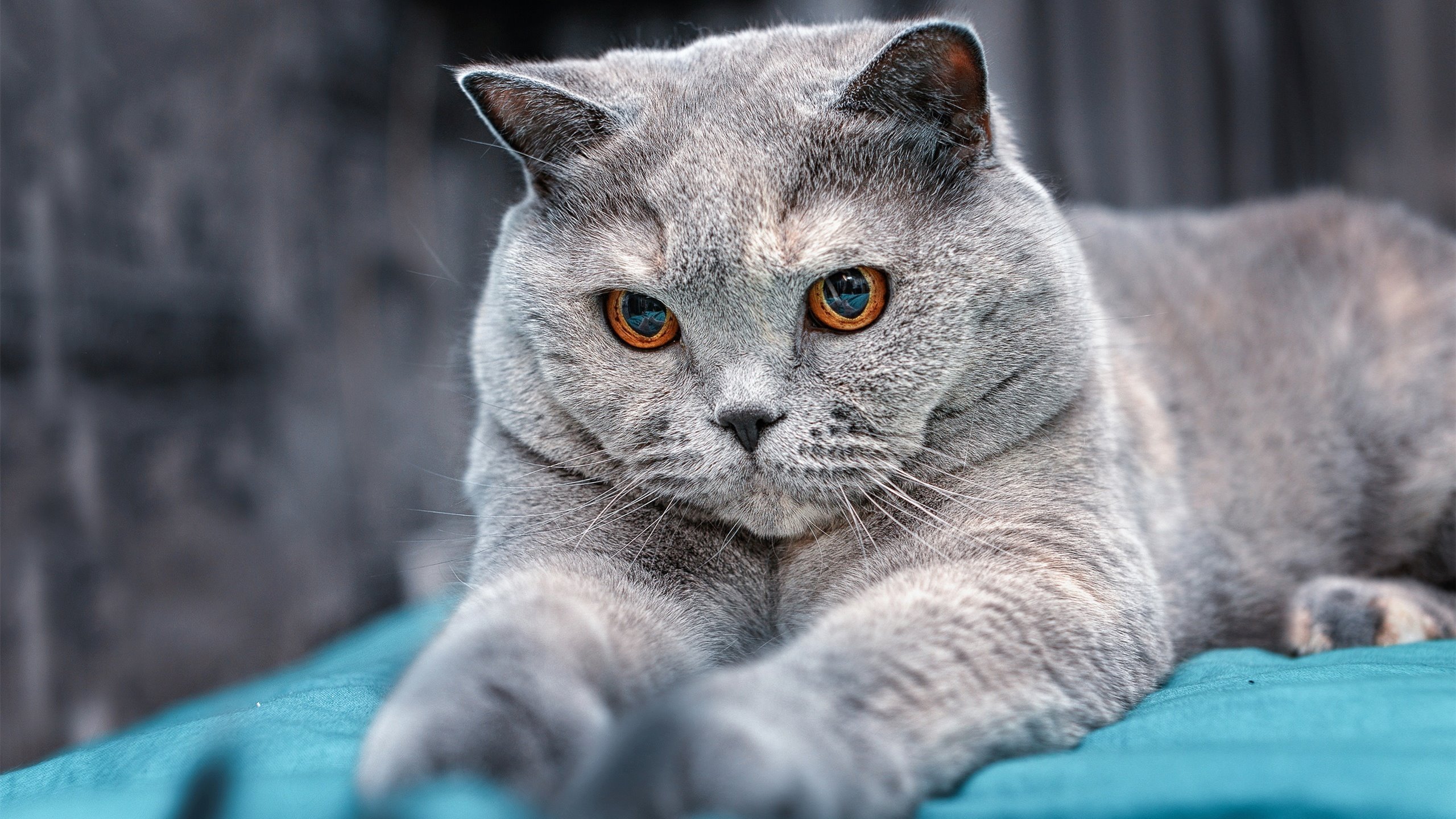 kaiyun官方网站-法甲明星闪耀：个人能力的极致演绎，法甲有谁