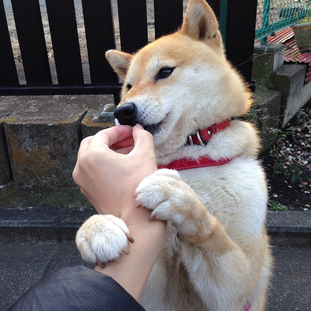 法甲未来巨星:崭露锋芒,未来无限!,法甲前瞻2020-2021