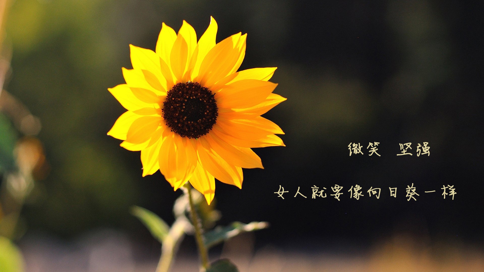 法甲豪门对决:战术与天赋的高水平较量,法甲豪门球队排名