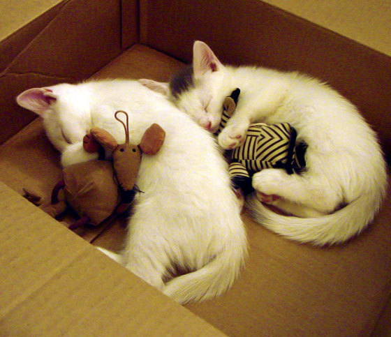 开云kaiyun-泰国女篮在亚洲锦标赛中出色发挥，冲击奖牌