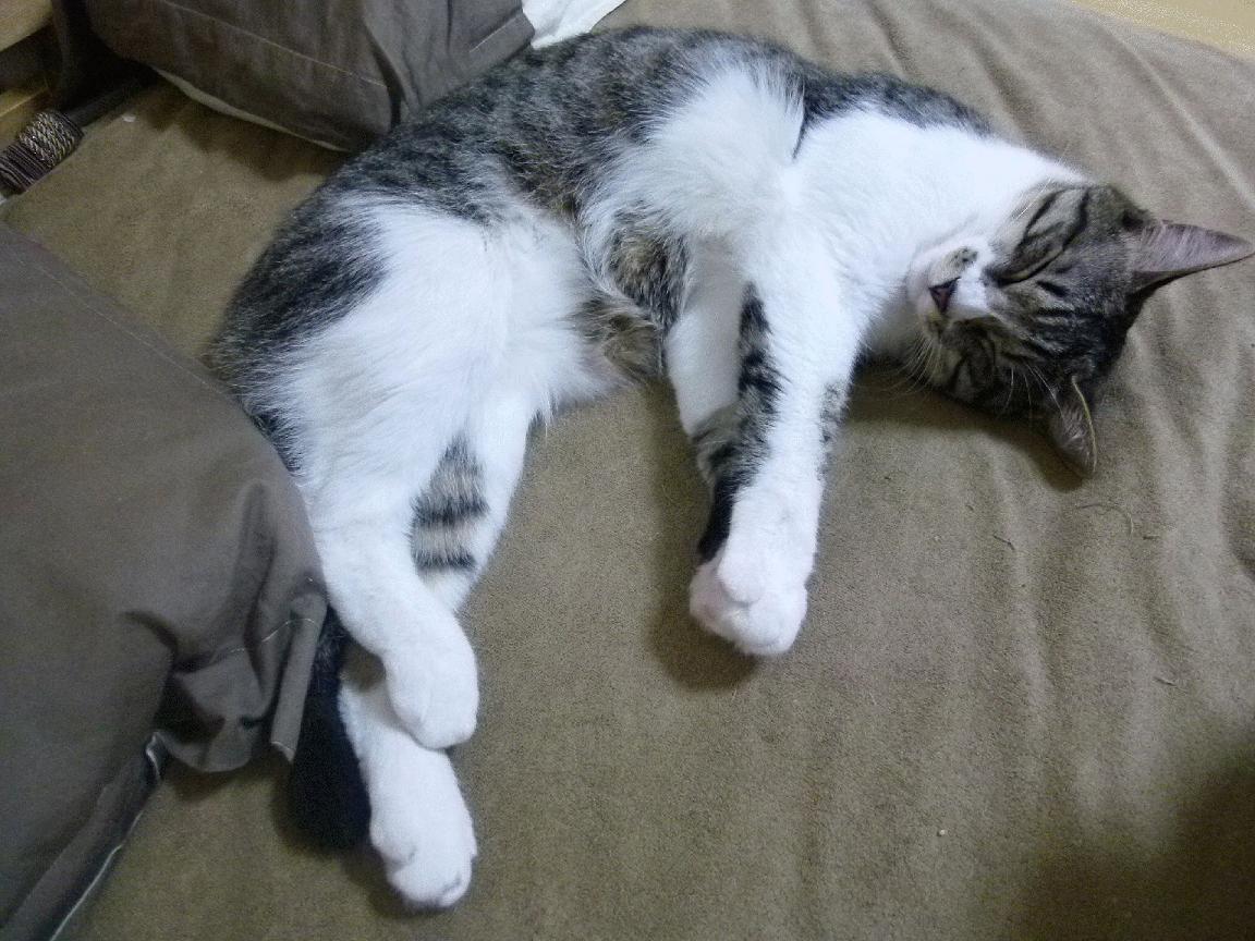 混合泳赛事比利时团队配合默契,混合泳 世界纪录