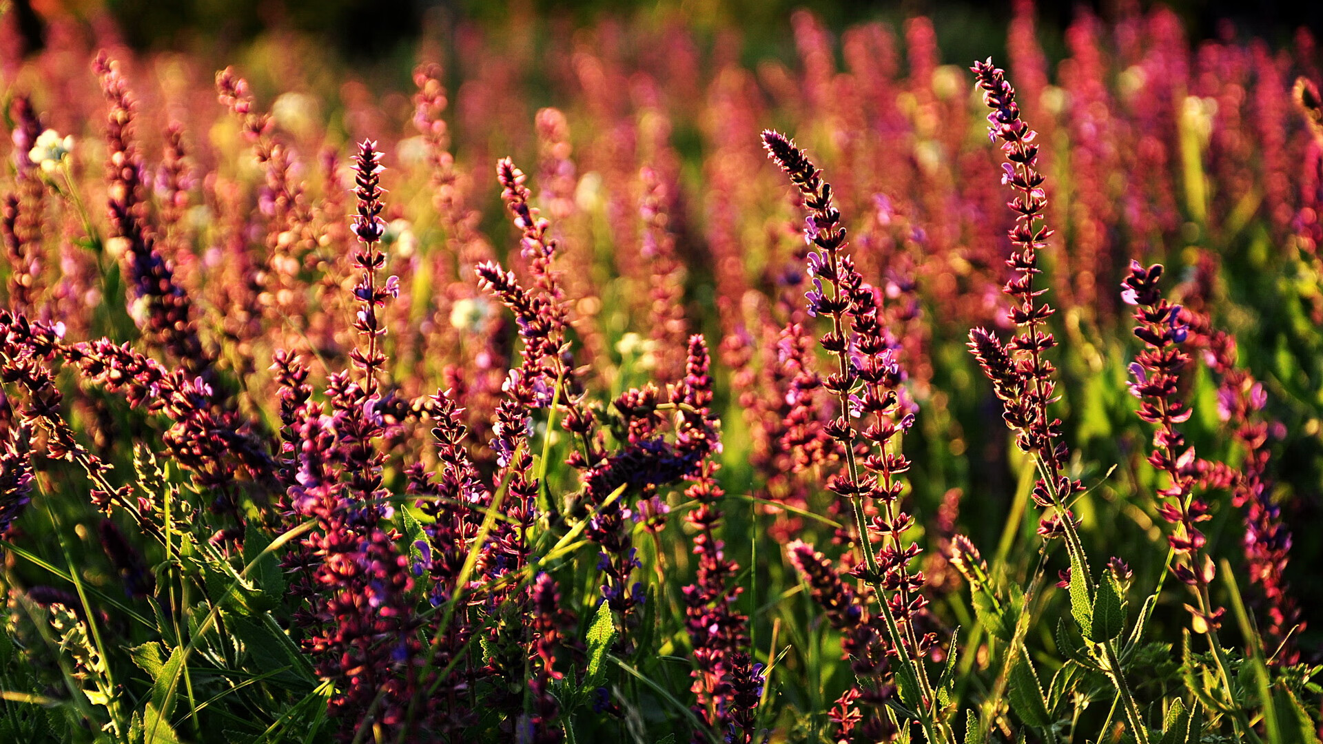 开云中国大陆-游泳动作与国际顶级选手同步接轨，游泳系列