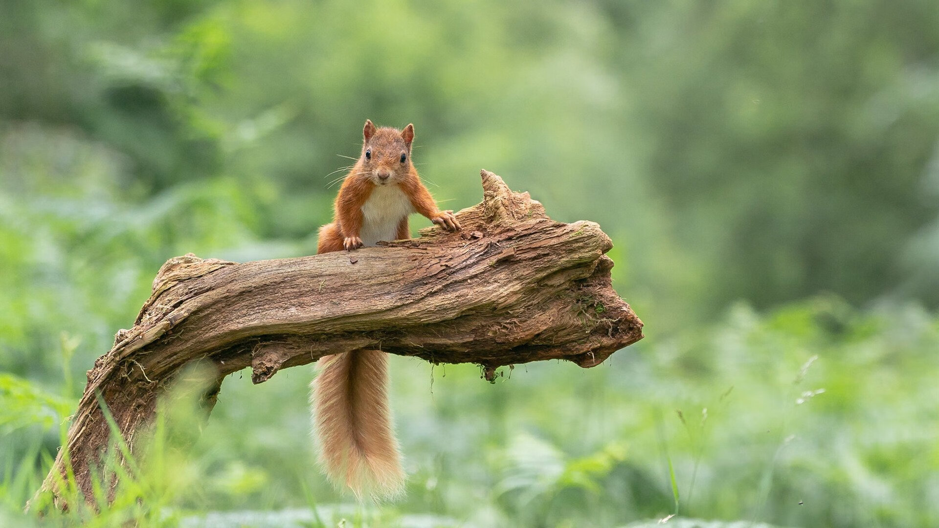 kaiyun官方网站-澳大利亚袋鼠队：传球精准与战术快速结合，澳大利亚袋鼠比赛