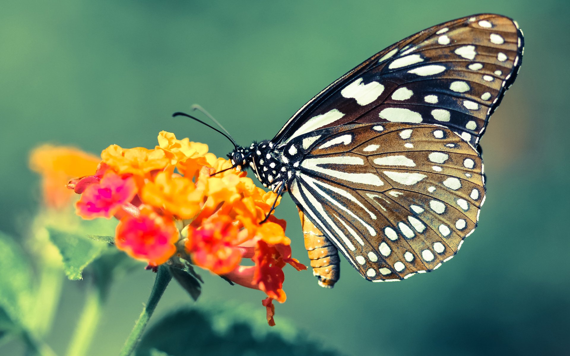 独行侠重视球员饮食科学安排每日营养摄入,独行侠队球员薪资
