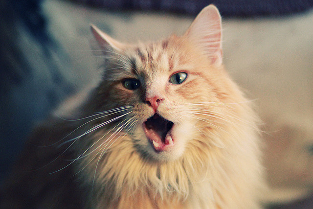 王楚钦强势反弹乒乓球团体赛,乒乓王楚钦个人简历