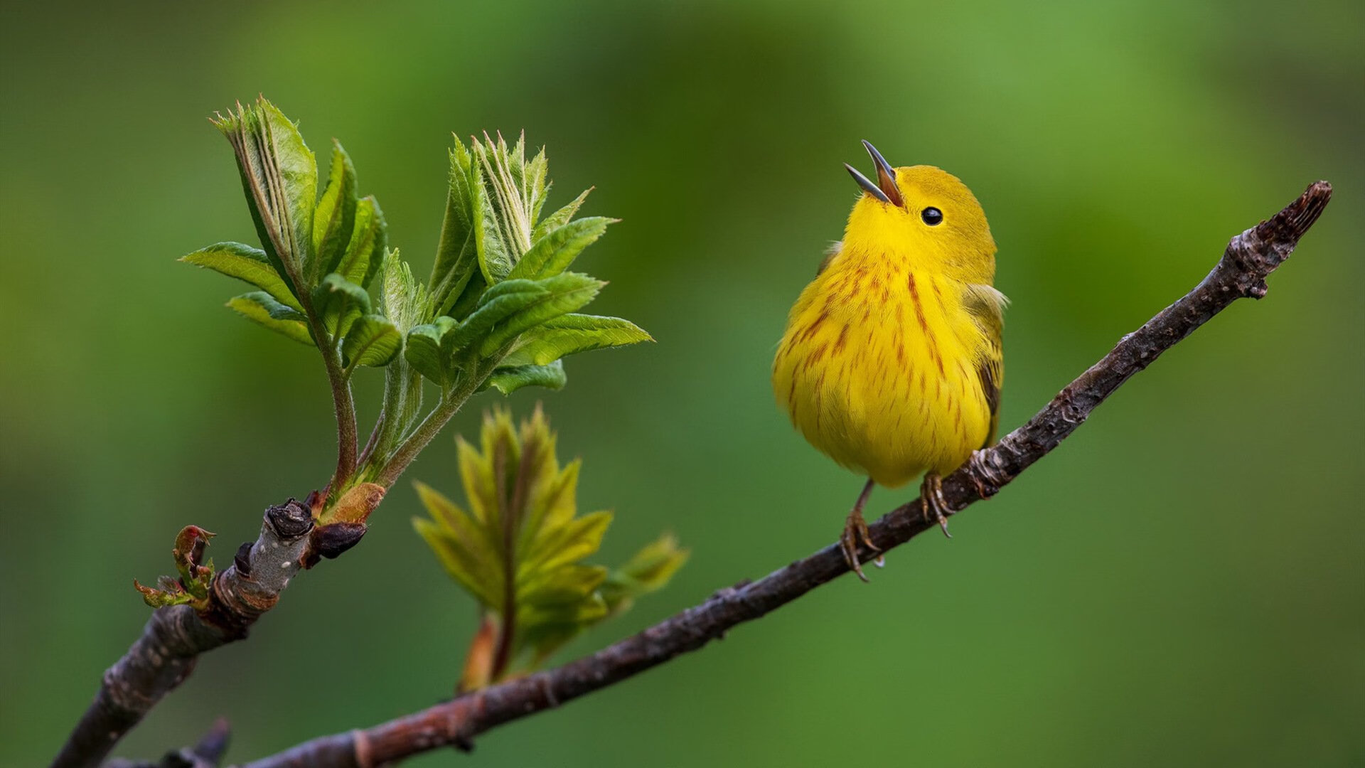 球员临场应变能力提升战术执行效果显著优化,总结临场应变的技能