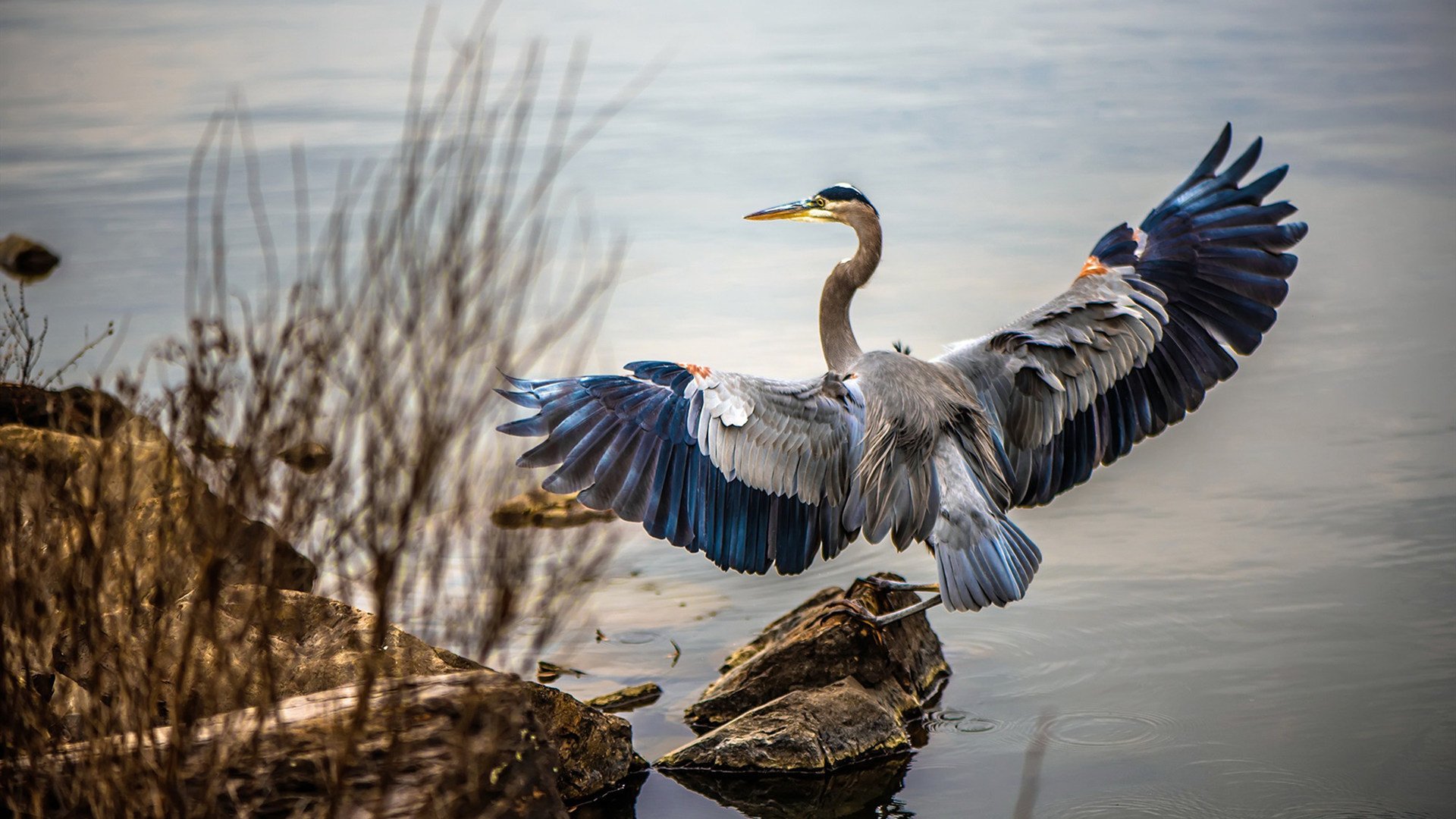 简:以强悍的个人能力和速度,成为全黑队的反击主力,简shu