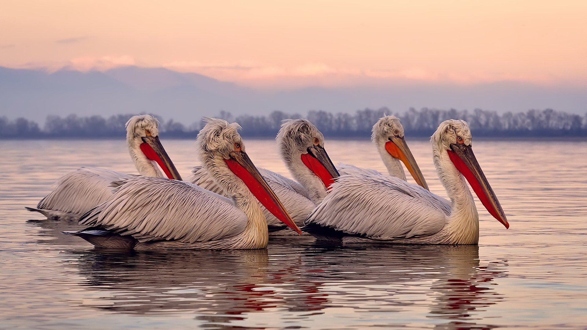 kaiyun官方入口登录-自由泳比利时选手挑战极限，自由泳比例