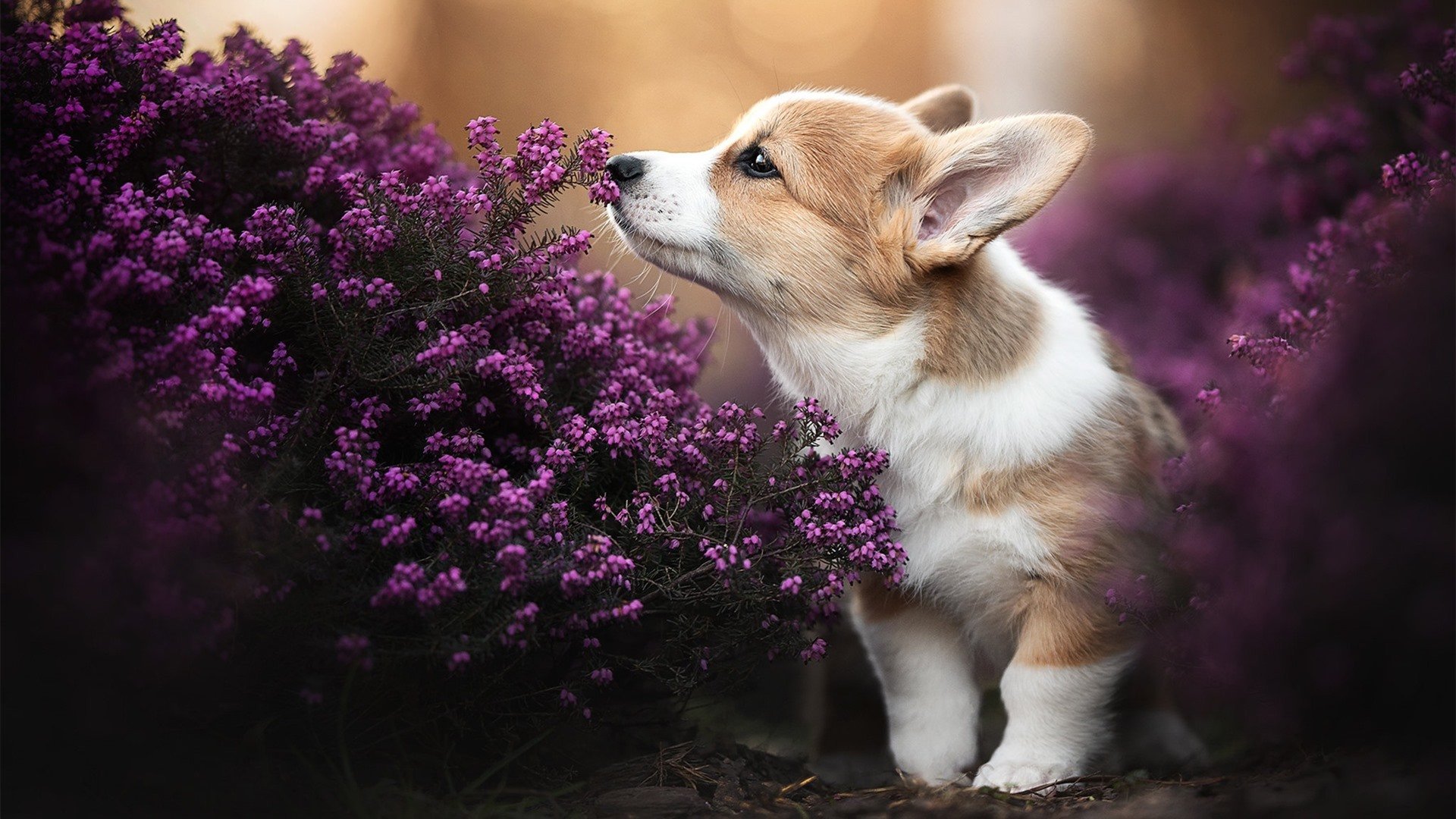 苏炳添签约田径品牌参与技术合作,苏炳添团队