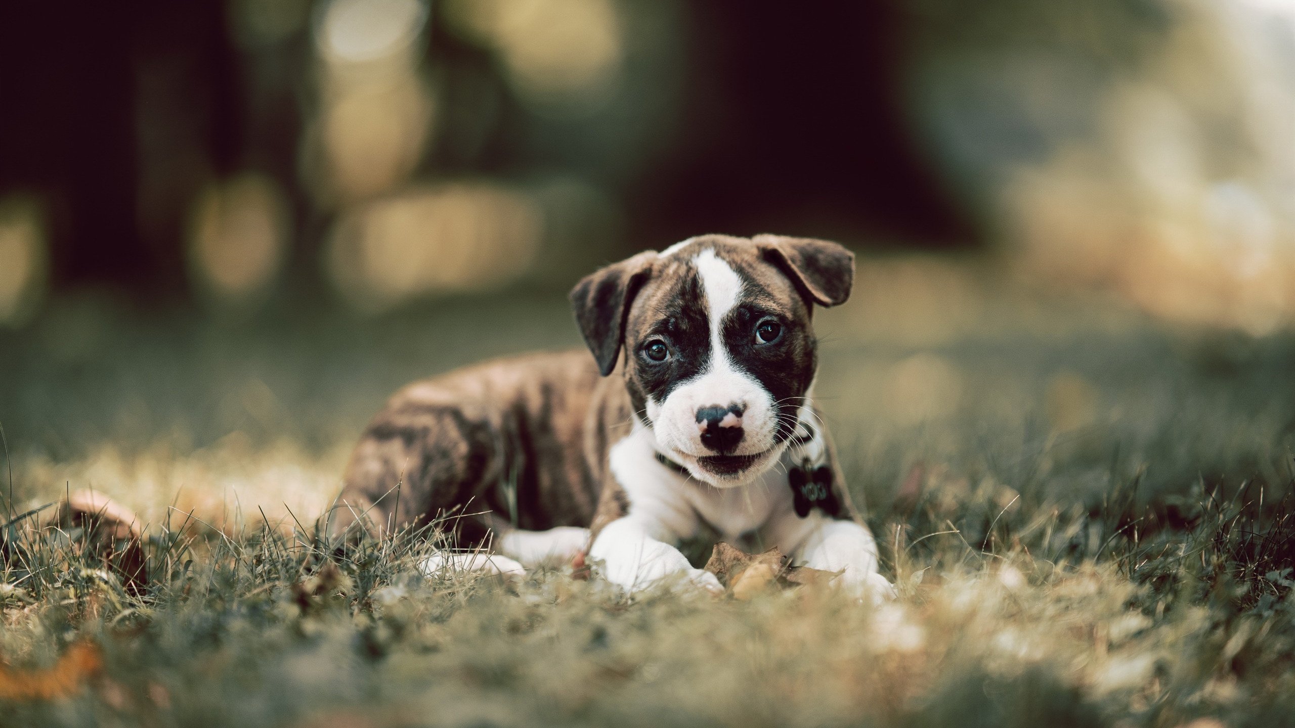 荷兰双人跳水组合发挥亮眼，荷兰跳水运动员