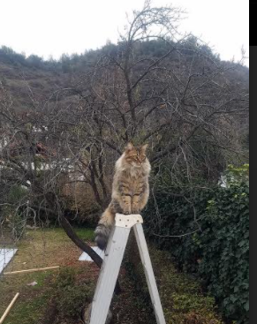 西甲豪门内部风波曝光，西甲的豪门