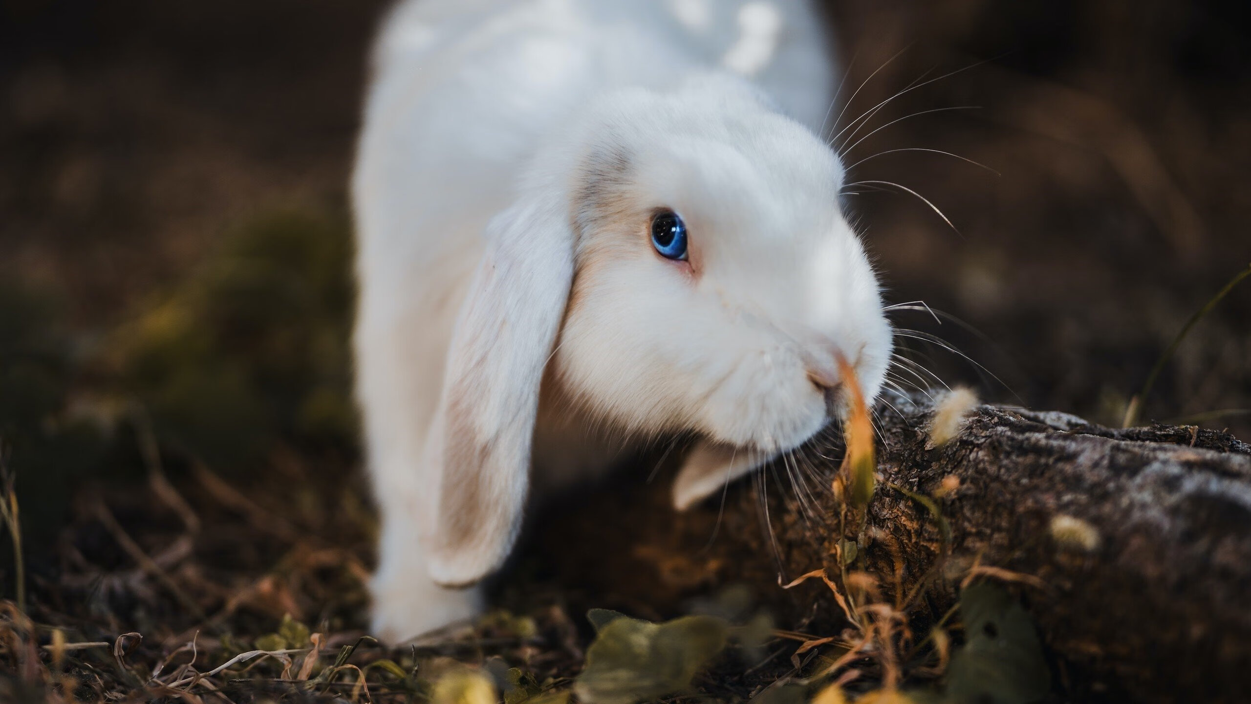 谷爱凌接受专访畅谈运动生活平衡,谷爱凌 宣传片