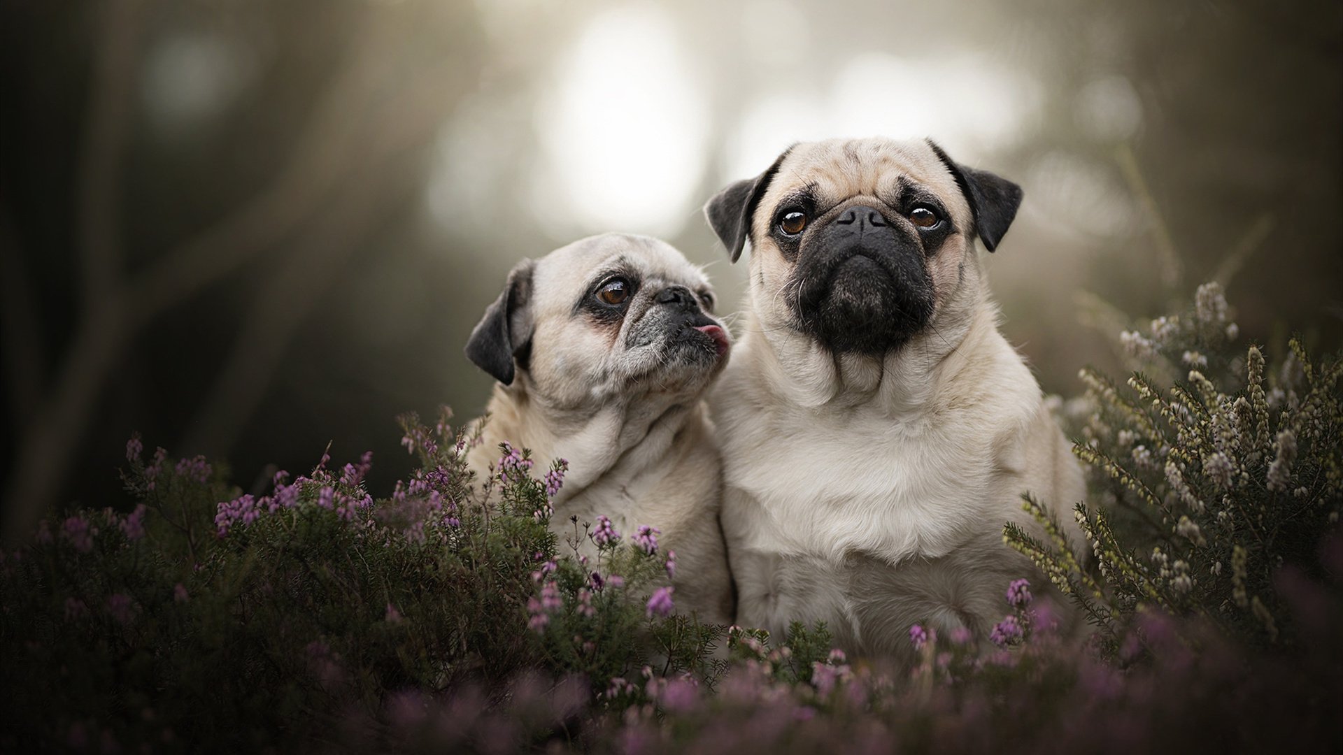谷爱凌雪地挑战高难度翻转动作，谷爱凌的采访让人看了就想学滑雪