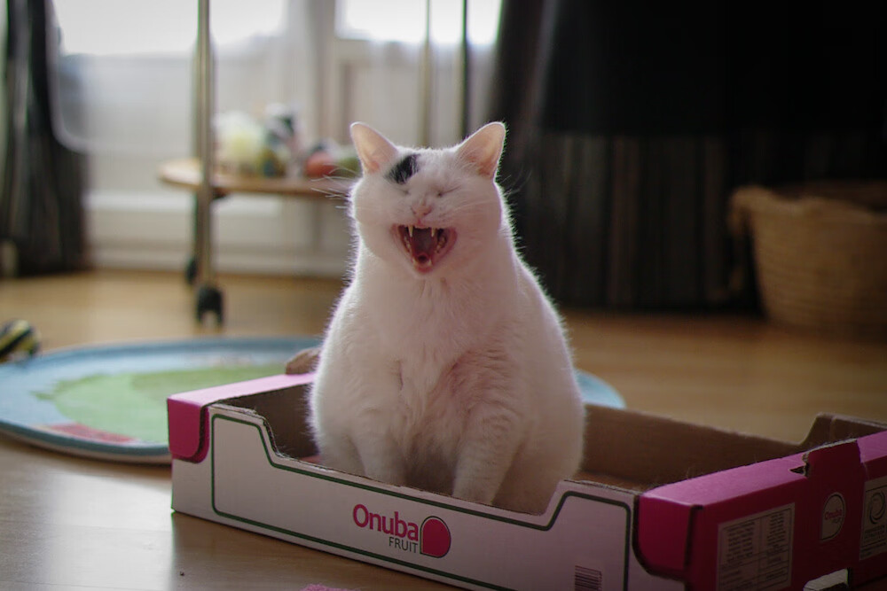 阿森纳青训不断创新,未来巨星不断涌现