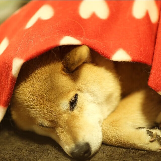 雷霆后卫分享休赛期训练成果视频点击量破万,雷霆队sga