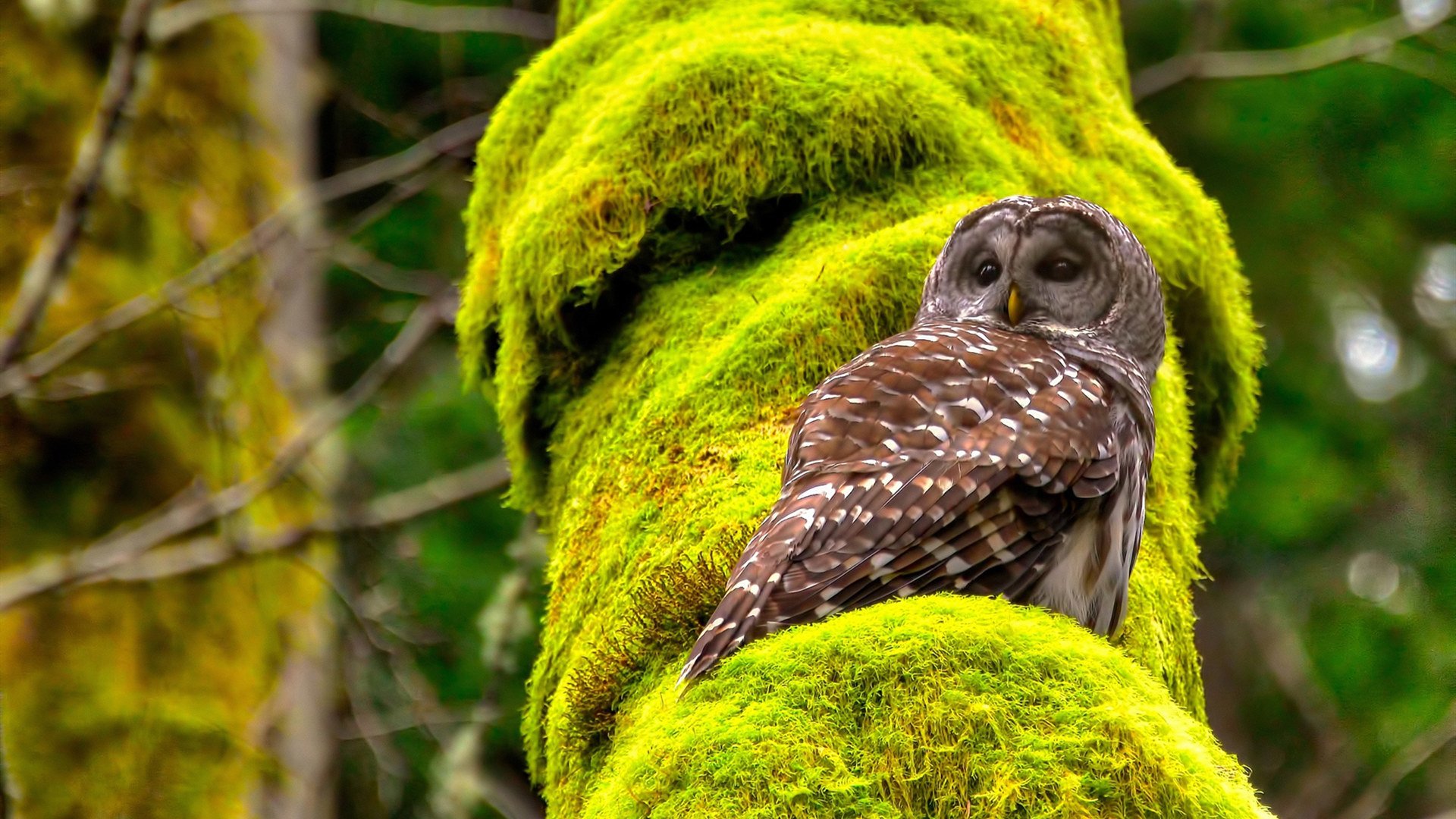 雷霆后卫通过临场指挥获得教练高度评价,雷霆队后卫