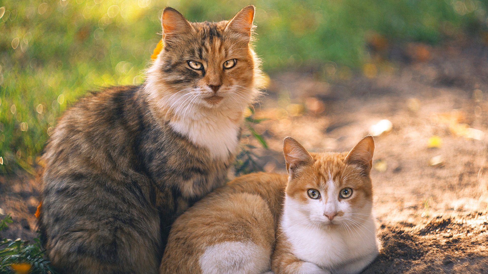 青少年足球培训纳入智慧校区建设，数字管理更高效，青少年足球培训机构是什么单位