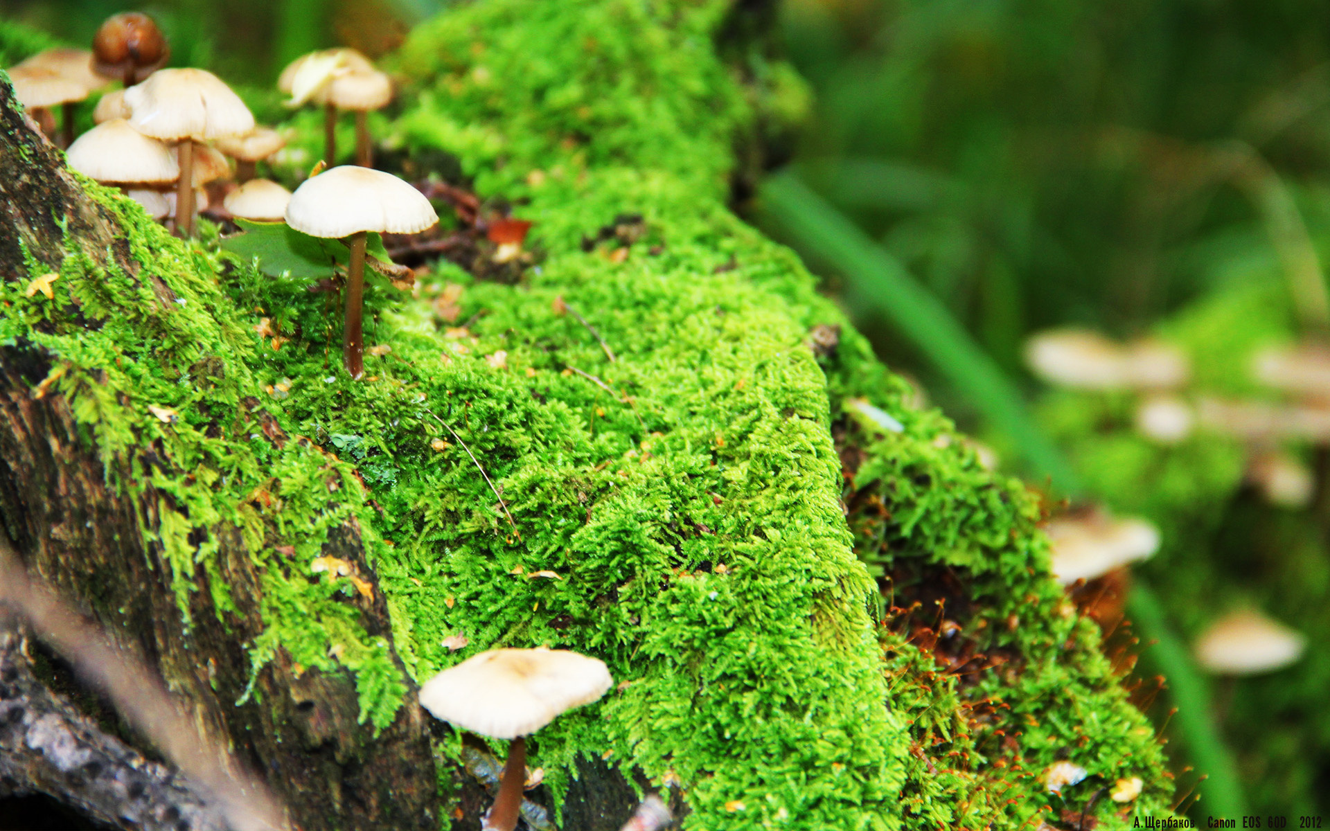 中国足球裁判员执法水平提升,中国足球裁判执法过世界杯吗